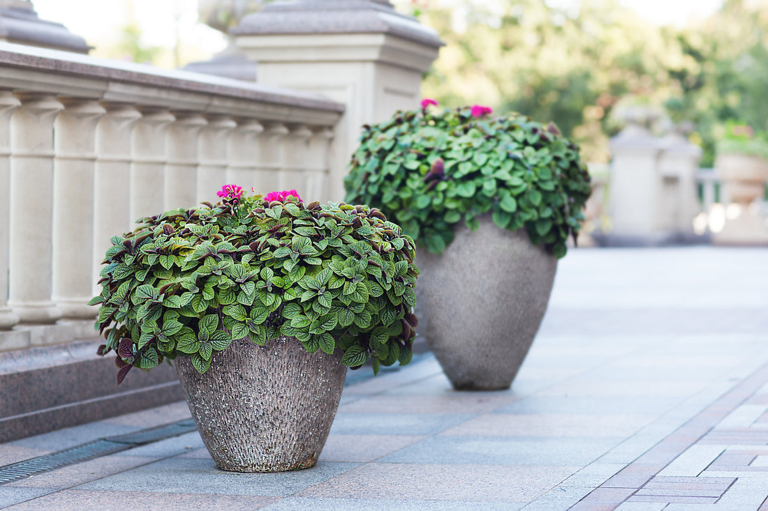 Blooming flowers in stone pots on a terrace