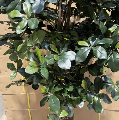 180cm Fire Retardant Black Olive Tree with 2925 Leaves and Natural Trunk - Premium Quality