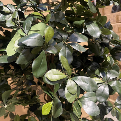 180cm Fire Retardant Black Olive Tree with 2925 Leaves and Natural Trunk - Premium Quality