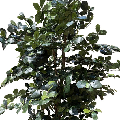 180cm Fire Retardant Black Olive Tree with 2925 Leaves and Natural Trunk - Premium Quality