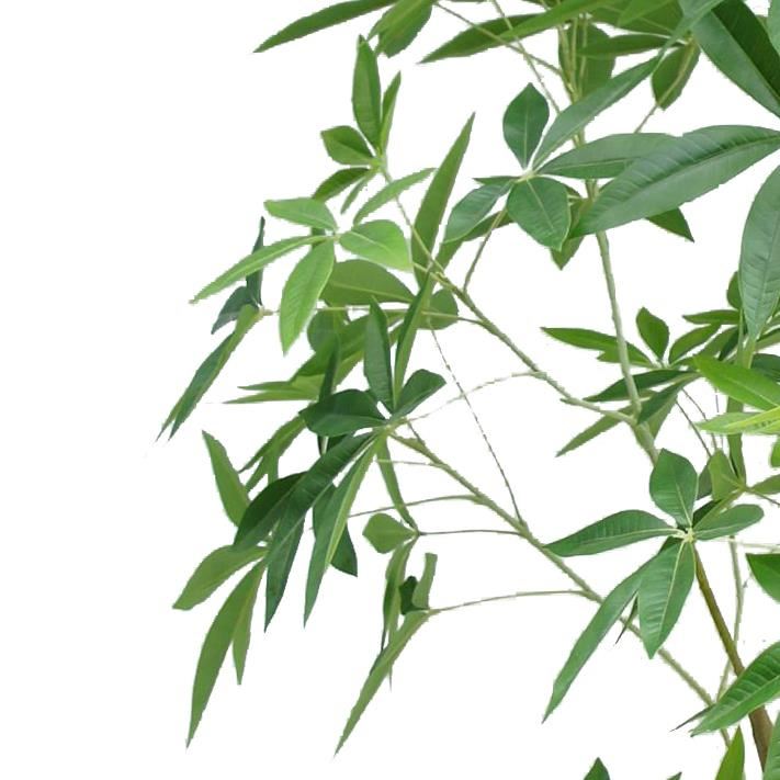 210cm Artificial Money Tree Pachira Realistic Faux Tree - Premium Quality