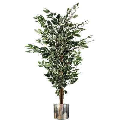 130cm Variegated White/Green Bushy Ficus Tree Silver Metal Planter - Premium Quality
