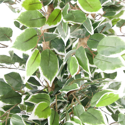 130cm Variegated White/Green Bushy Ficus Tree Silver Metal Planter - Premium Quality