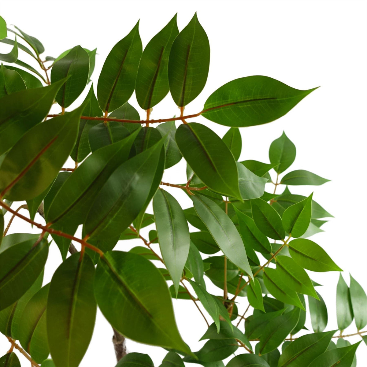 110cm Artificial Toona Sinensis Tree Evergreen - Premium Quality