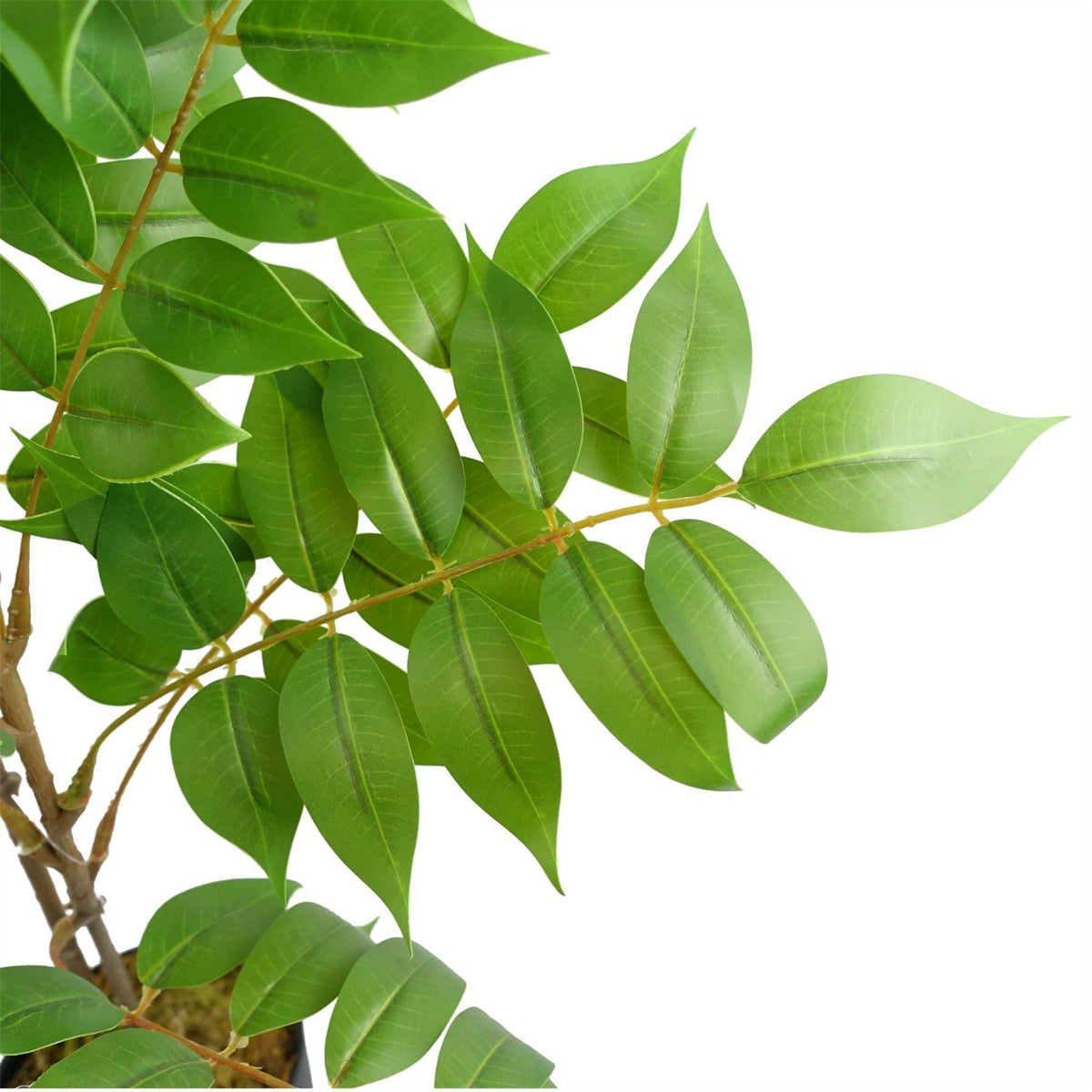 65cm Artificial Toona Sinensis Plant Evergreen - Premium Quality